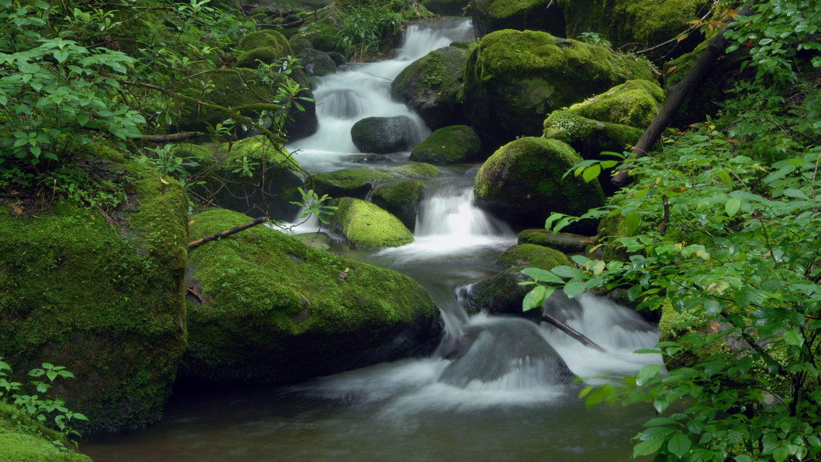 Recycle or Reuse, go Green